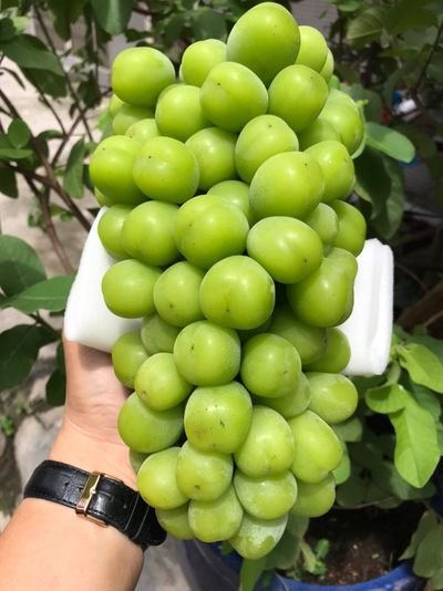 Nho Nho mẫu đơn vip giòn ngọt