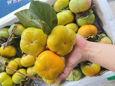 Hồng Hồng giòn vân sơn giòn ngọt