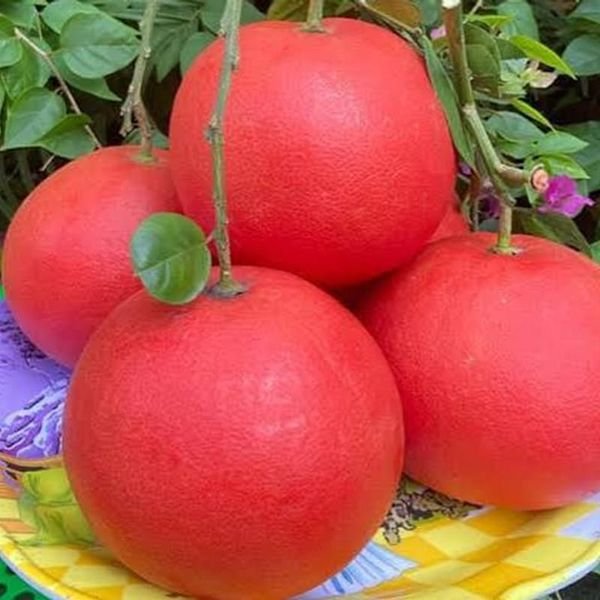Bưởi đỏ Ruby — ảnh minh hoạ 3