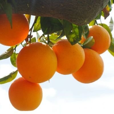 Cam hữu cơ