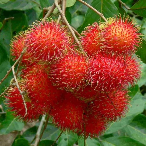 Chôm chôm — ảnh minh hoạ 3