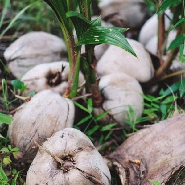 Dừa sáp — ảnh minh hoạ 1