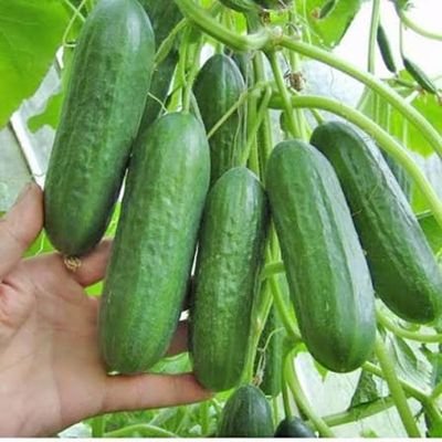 Dưa chuột chín cây
