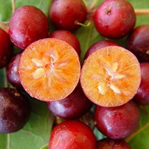 Hồng quân — ảnh minh hoạ 1