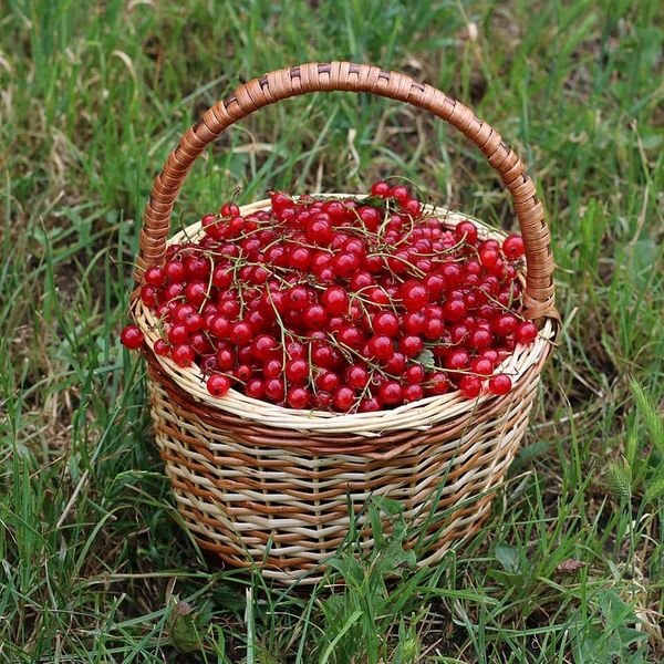 Lý chua đen — ảnh minh hoạ 3