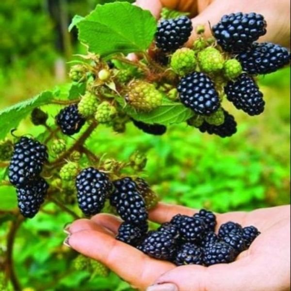 Mâm xôi rừng — ảnh minh hoạ 2