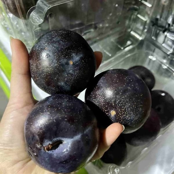 Mận cơm — ảnh minh hoạ 2