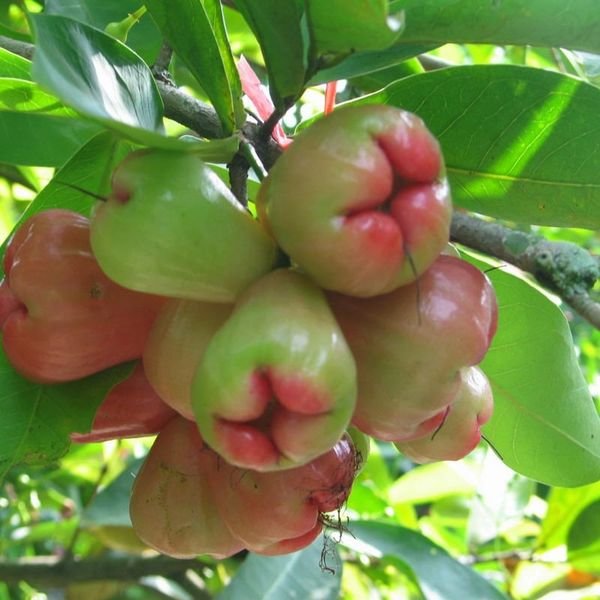 Mận cơm — ảnh minh hoạ 3
