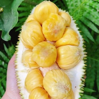 Mít nhà vườn