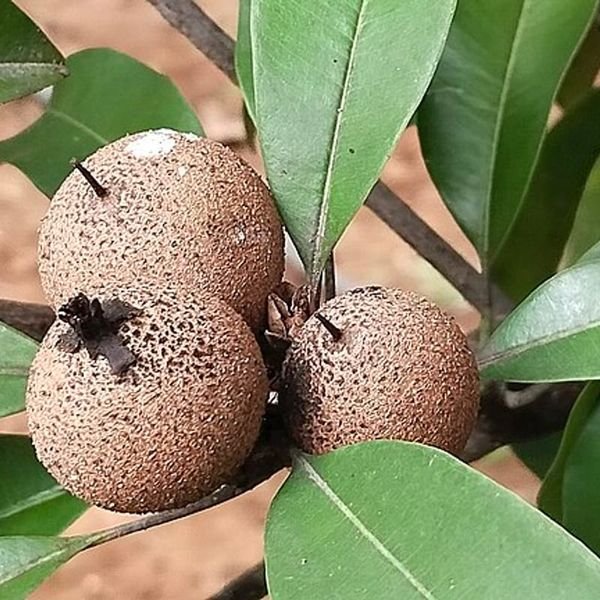 Sapo — ảnh minh hoạ 2