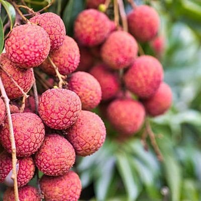Vải miền Tây