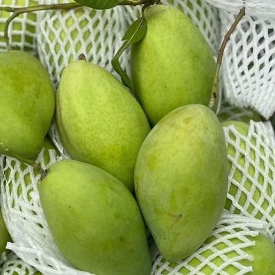 Xoài hữu cơ