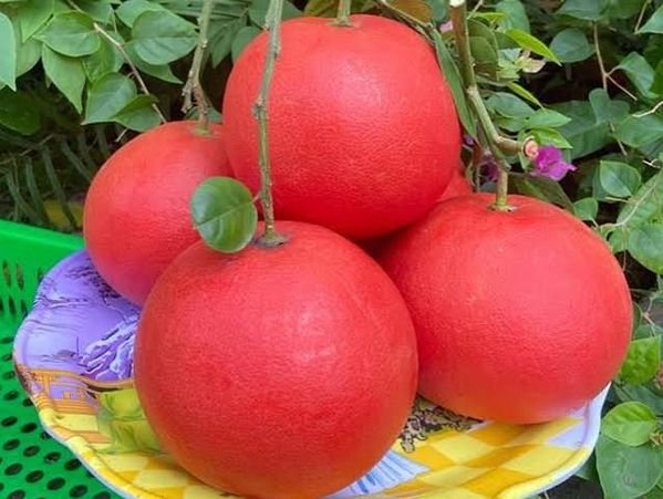 Bưởi đỏ