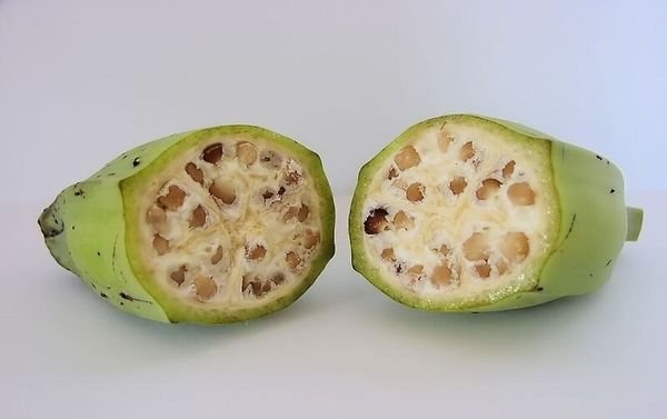 Chuối hột