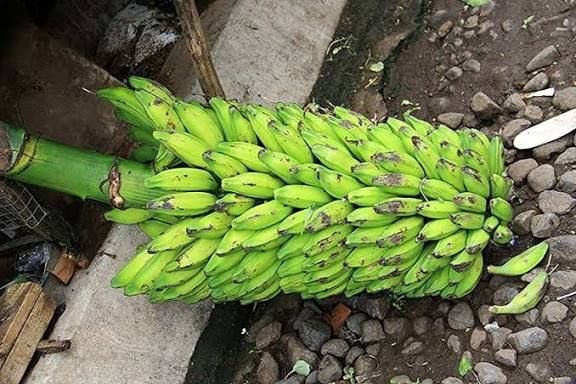 Chuối hột rừng đắng