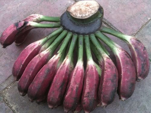 Chuối hột rừng