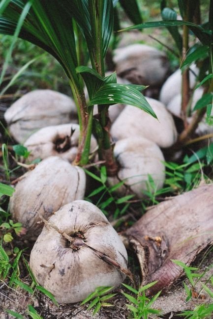 Dừa sáp