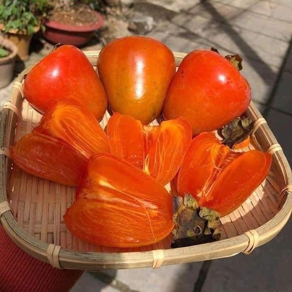 Hồng chín cây