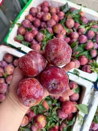 Mận hậu