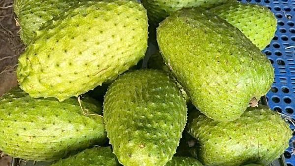 Mãng cầu xiêm