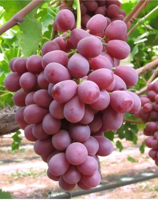 Nho đỏ không hạt