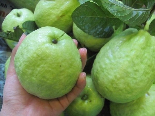 Ổi xá lị