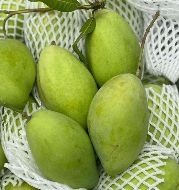 Xoài cát Hòa Lộc