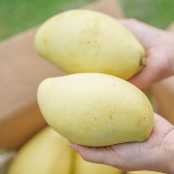 Xoài vàng Thái Lan
